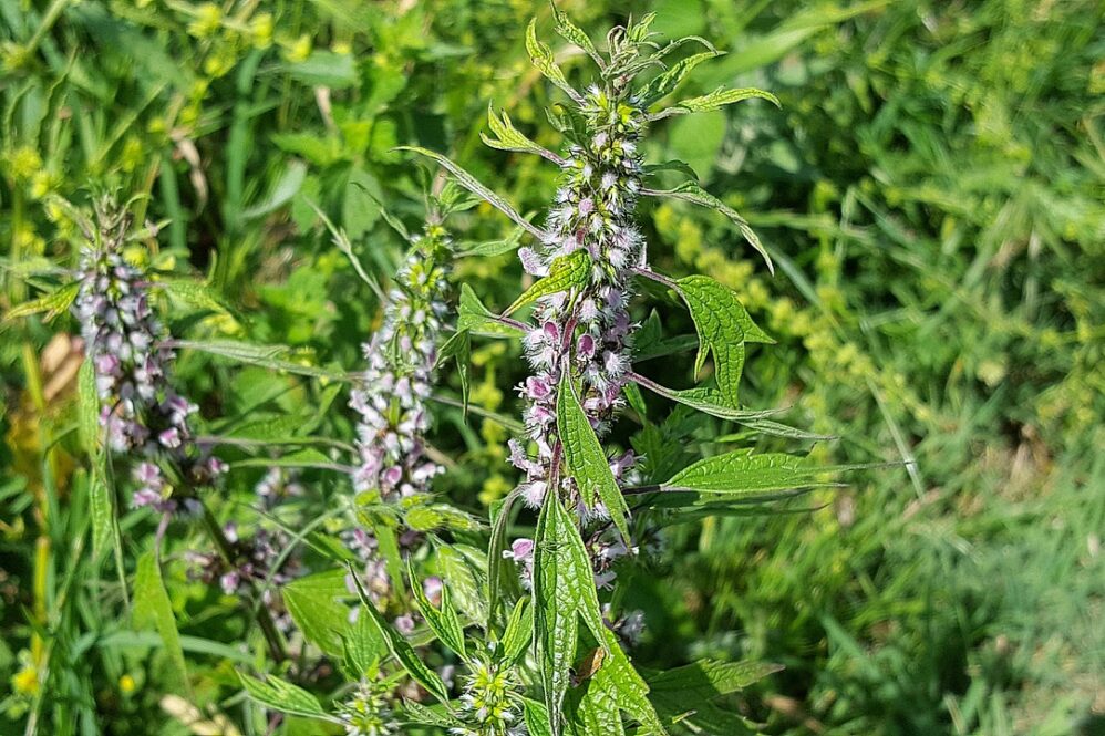 The Role of Pelvic Inflammatory Disease (PID) in Fertility Challenges